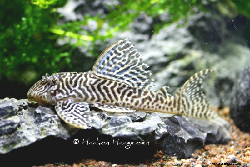 Hypancistrus seideli