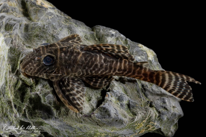 Hypancistrus seideli