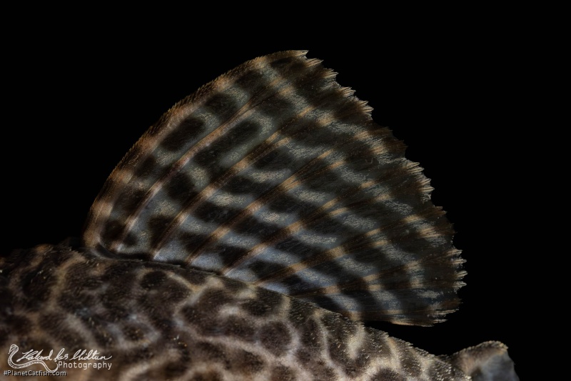 Hypancistrus seideli