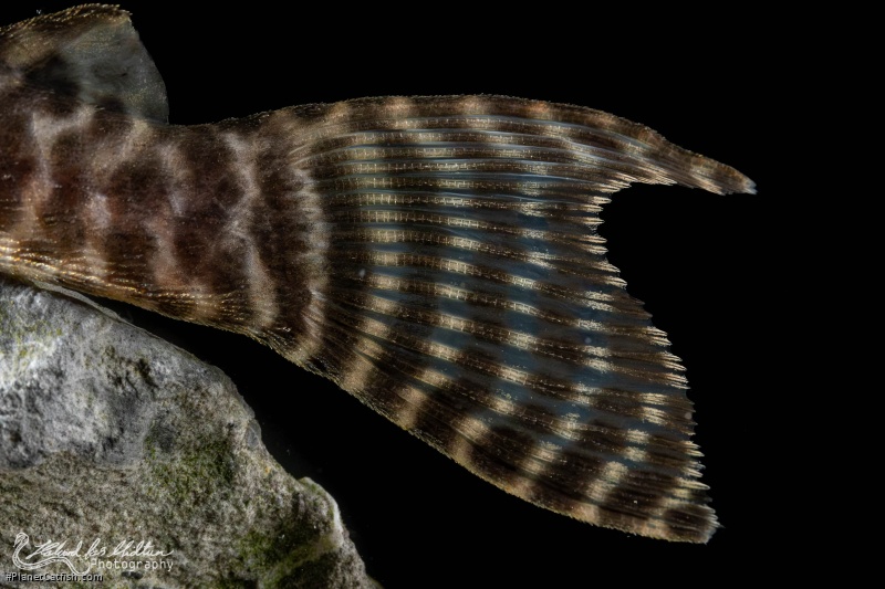 Hypancistrus seideli
