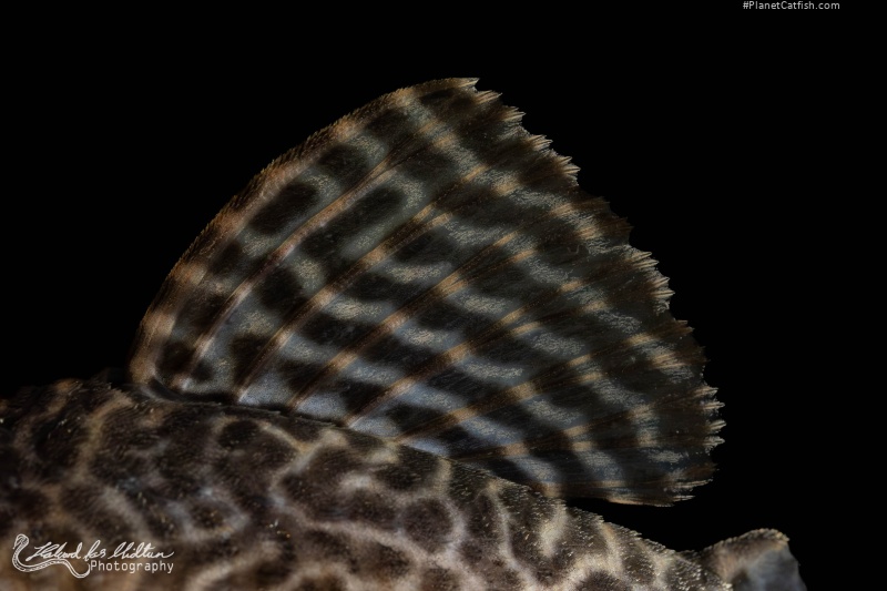 Hypancistrus seideli