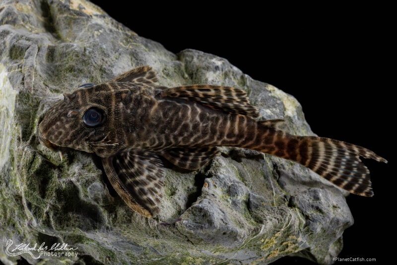 Hypancistrus sp. (L066)