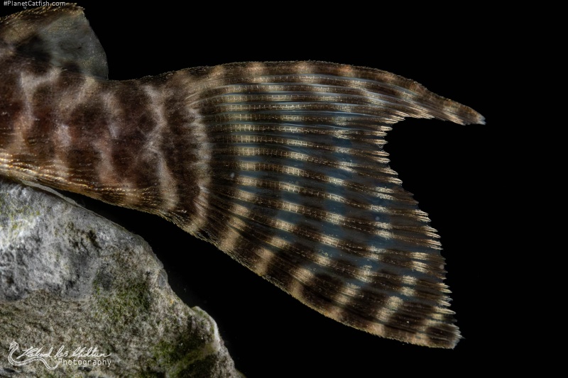 Hypancistrus sp. (L066)