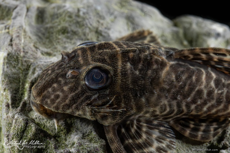 Hypancistrus sp. (L066)