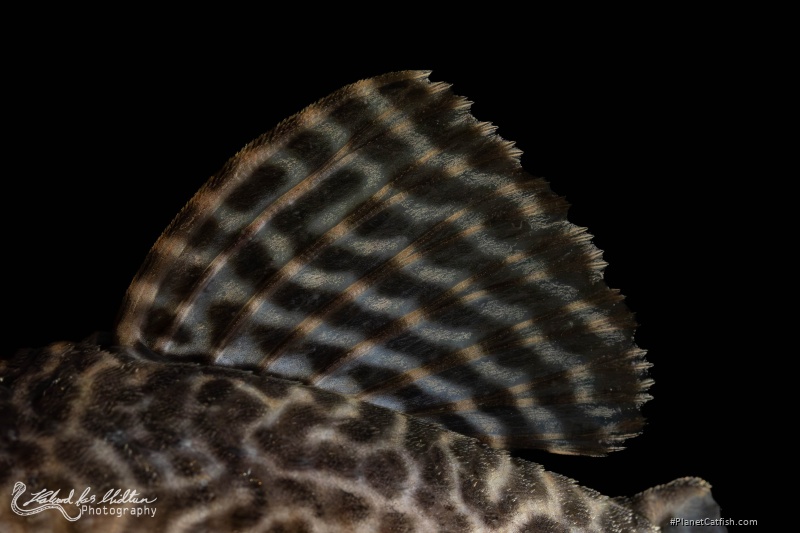 Hypancistrus sp. (L066)
