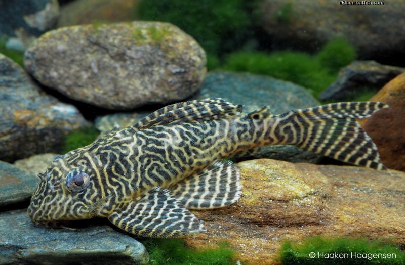 Hypancistrus sp. (L066)