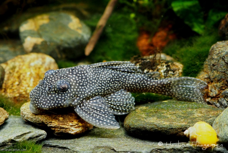 Hypancistrus sp. (L136)