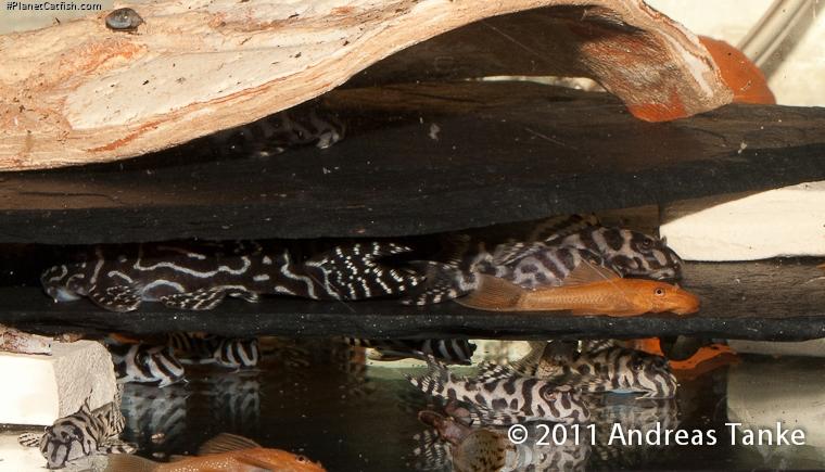 Hypancistrus sp. (L236)
