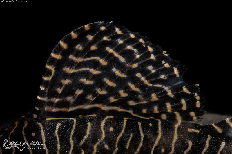 Hypancistrus sp. (L260)