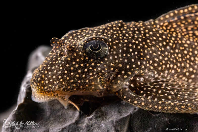 Hypancistrus sp. (L262)