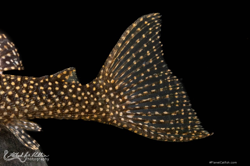 Hypancistrus sp. (L262)