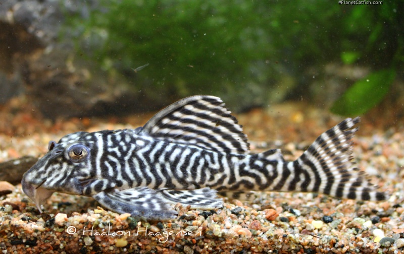 Hypancistrus sp. (L333)