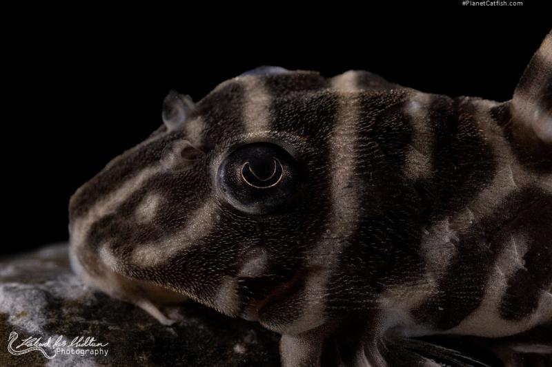 Hypancistrus sp. (L333)