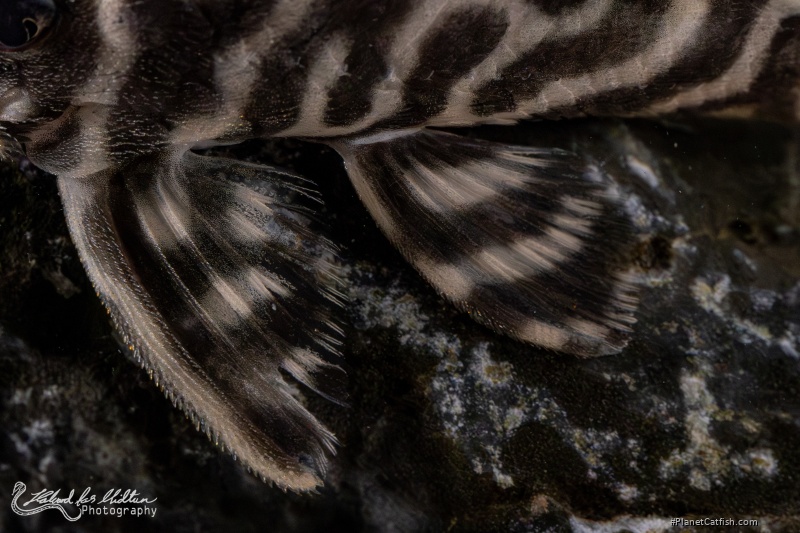 Hypancistrus sp. (L333)