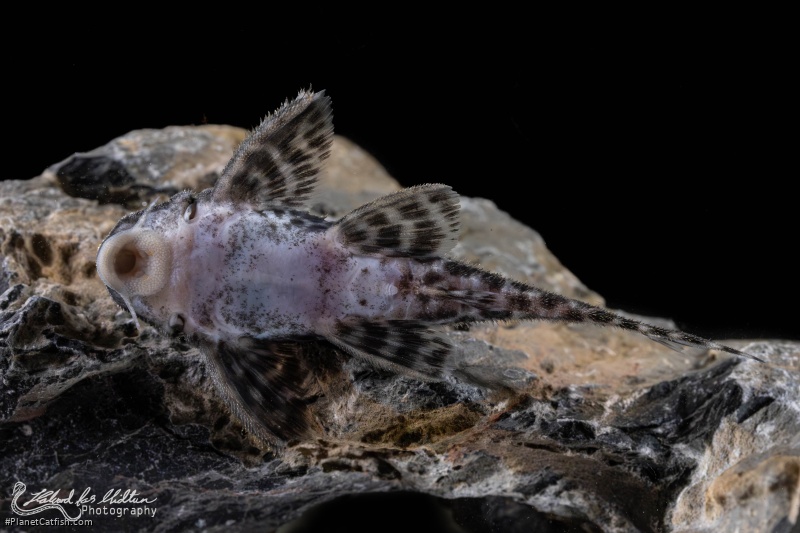Hypancistrus sp. (L400)