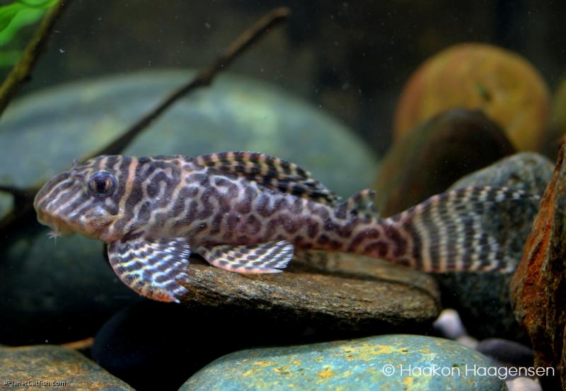 Hypancistrus sp. (L400)