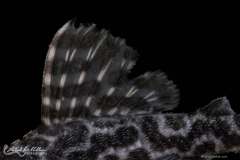 Hypancistrus sp. (L400)