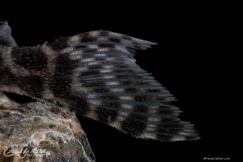 Hypancistrus sp. (L400)