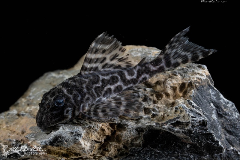 Hypancistrus sp. (L400)