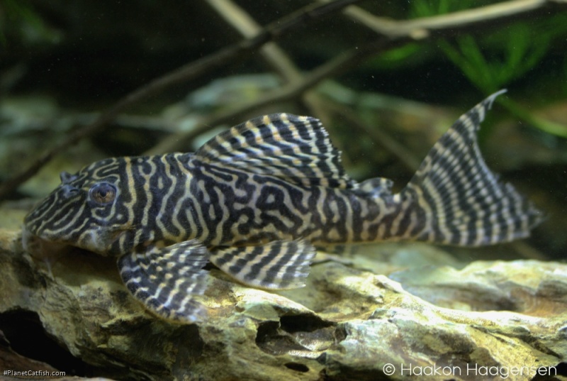 Hypancistrus sp. (L401)