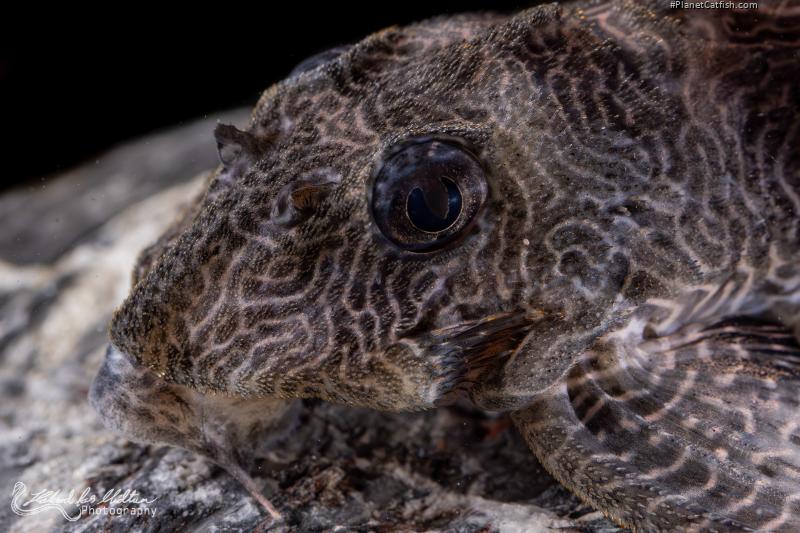 Hypancistrus sp. (L411)