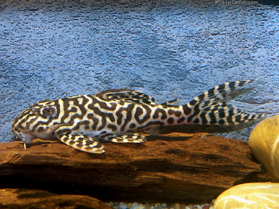 Hypancistrus sp. (L470)