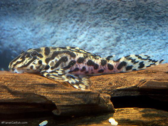 Hypancistrus sp. (L470)