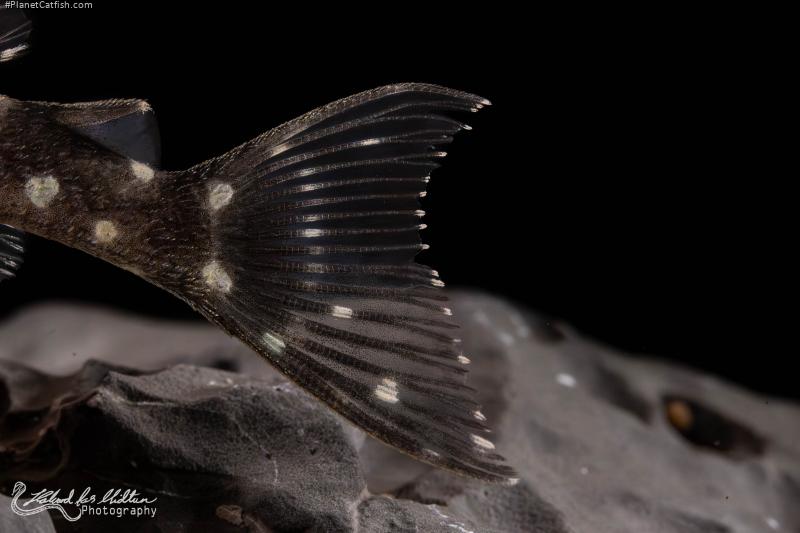 Hypancistrus sp. (L471)