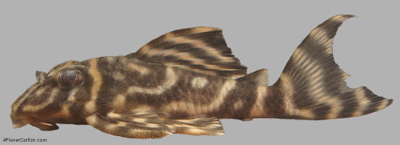 Hypancistrus sp. (L475)