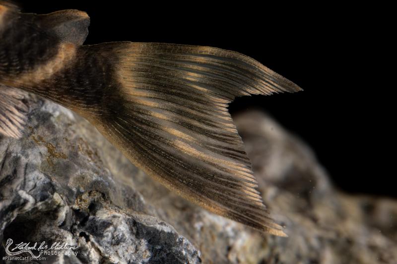 Hypancistrus sp. (L500)