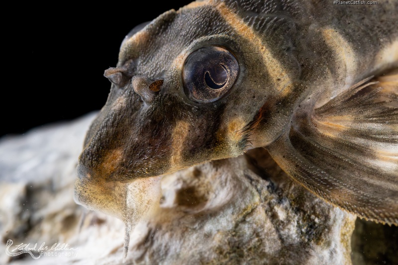 Hypancistrus sp. (L500)