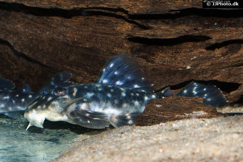 Hypancistrus sp. (L501)