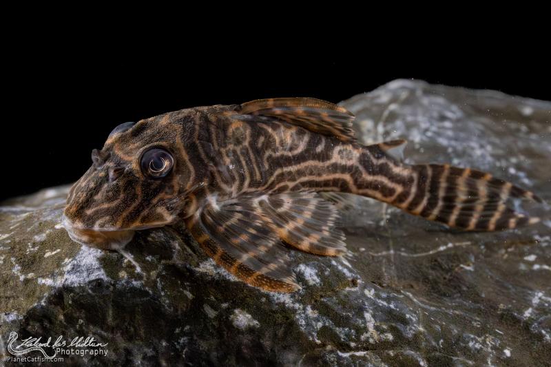 Hypancistrus sp. (L527)