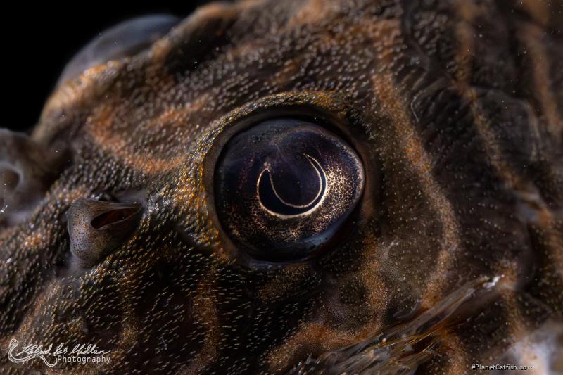 Hypancistrus sp. (L527)