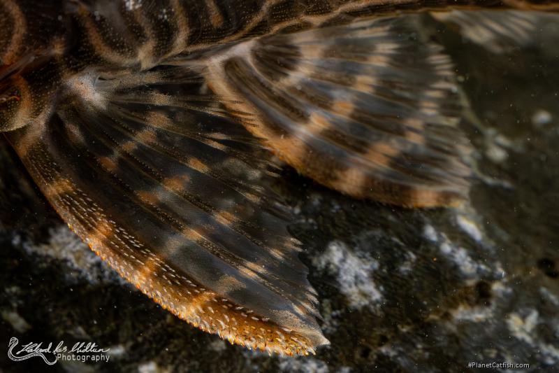 Hypancistrus sp. (L527)