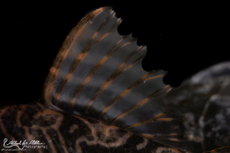 Hypancistrus sp. (L527)