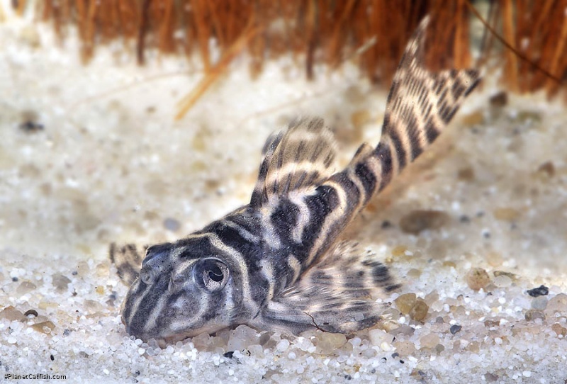 Hypancistrus sp. `GURUPA`