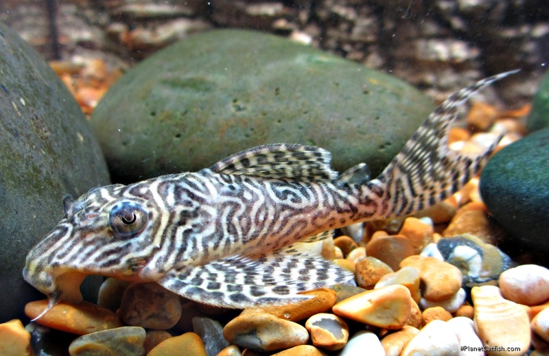 Hypancistrus sp. `LOWER RIO XINGU`