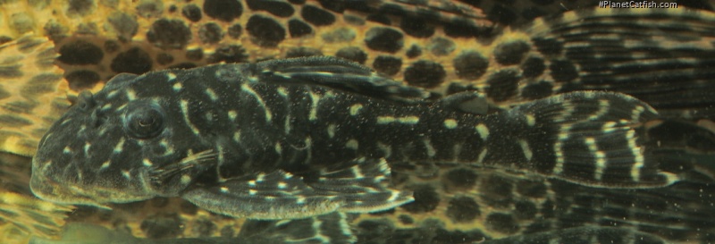 Hypancistrus sp. `RIO GUAVIARE`