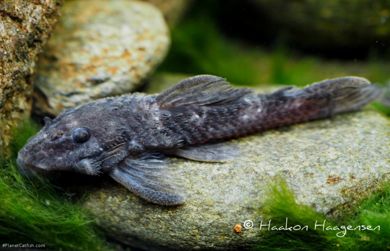 Hypancistrus vandragti