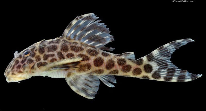 Hypancistrus yudja