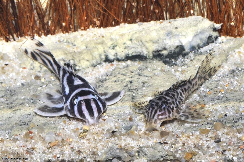 Hypancistrus yudja