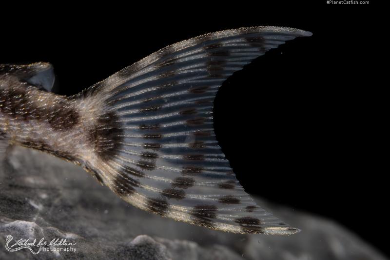 Hypancistrus yudja