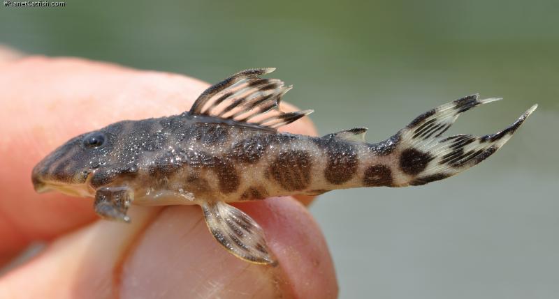 Hypancistrus yudja