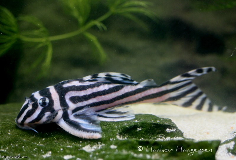 Zebra Pleco, Blåfinnet Zebrasugemalle. 