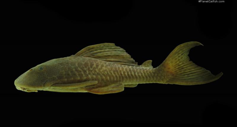 Hypostomus aff. pusarum