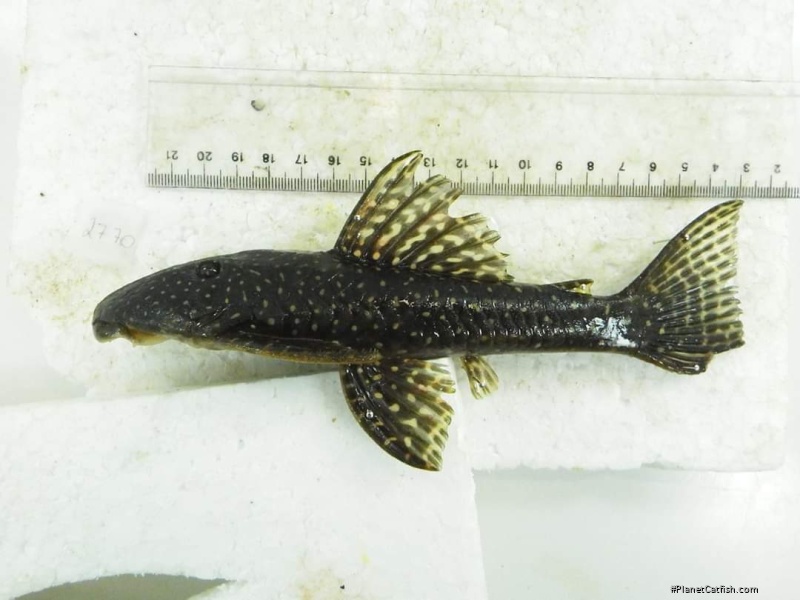 Hypostomus albopunctatus