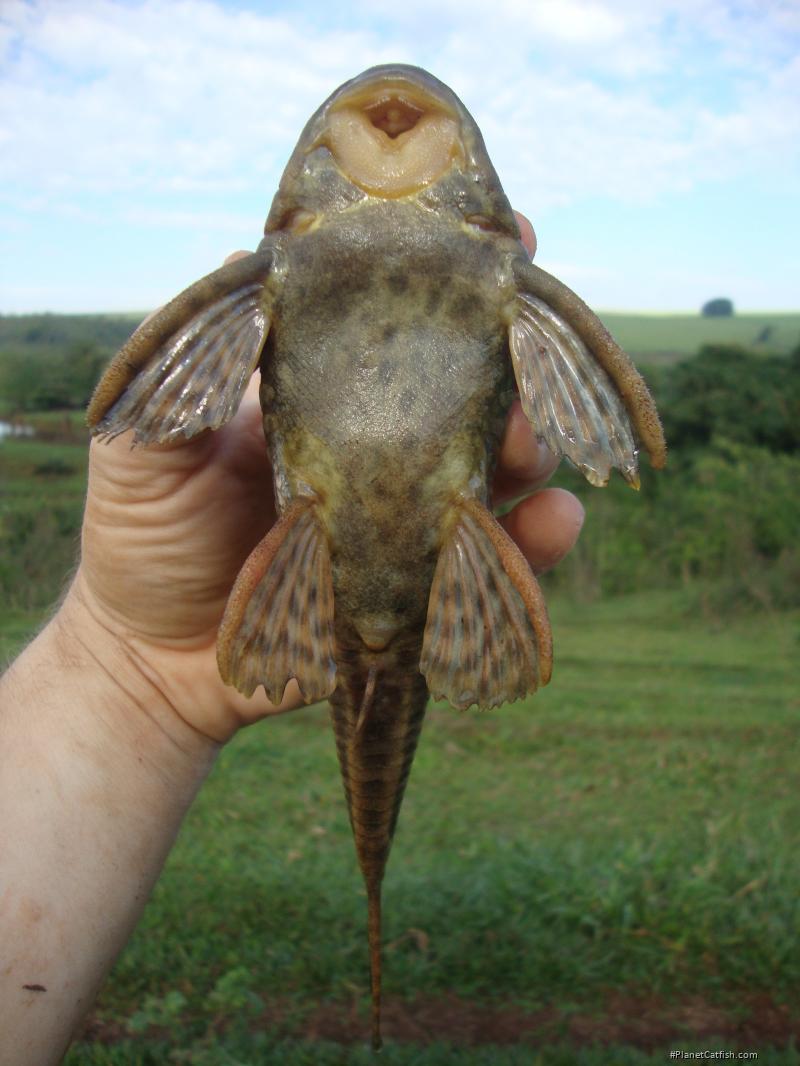 Hypostomus ancistroides