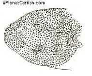 Hypostomus argus