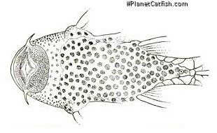 Hypostomus argus